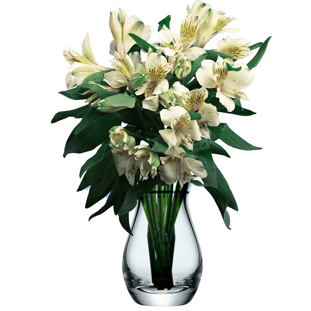 Creme Alstroemeria Stems Flower Bouquets