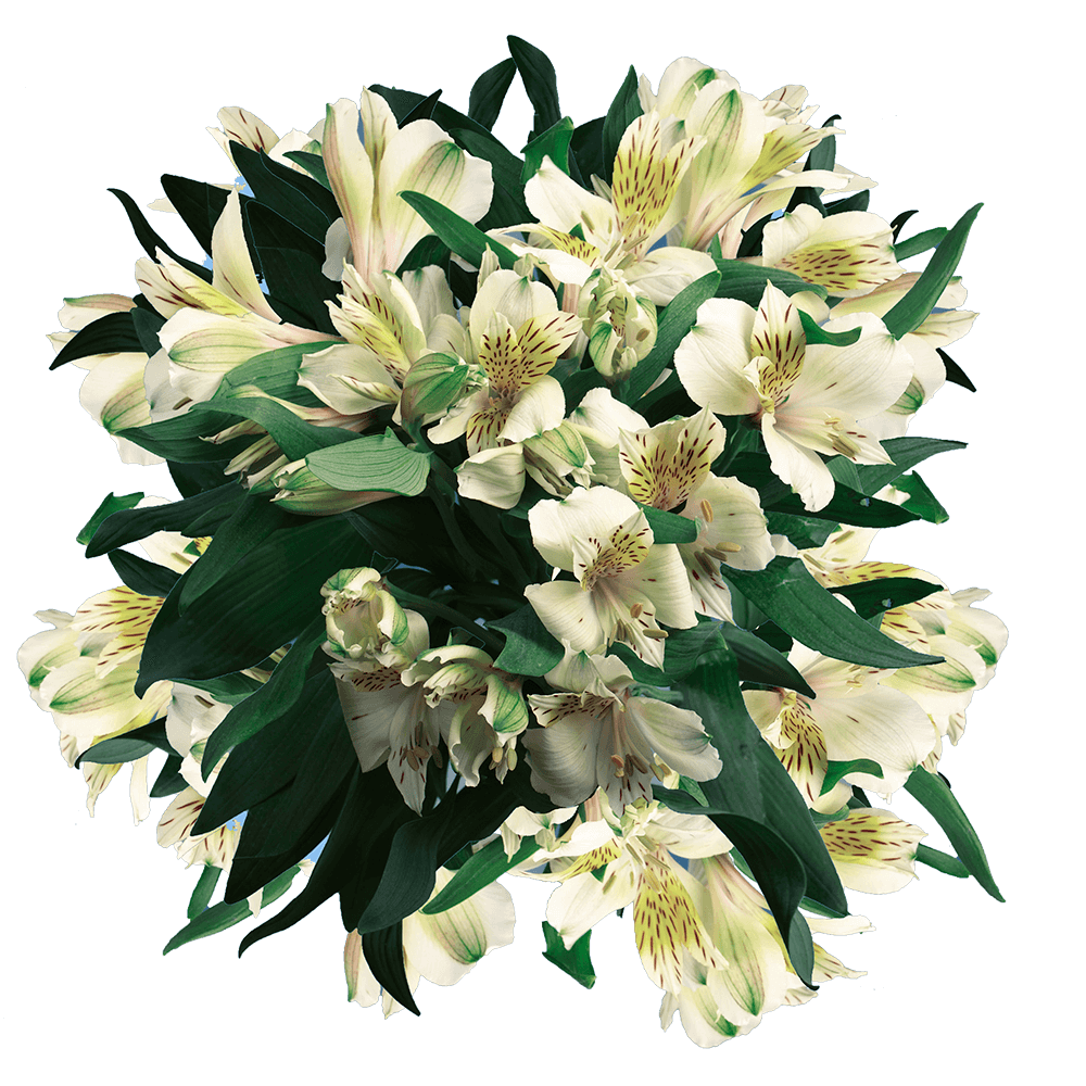 Creme Alstroemeria Stems Flower Bouquets
