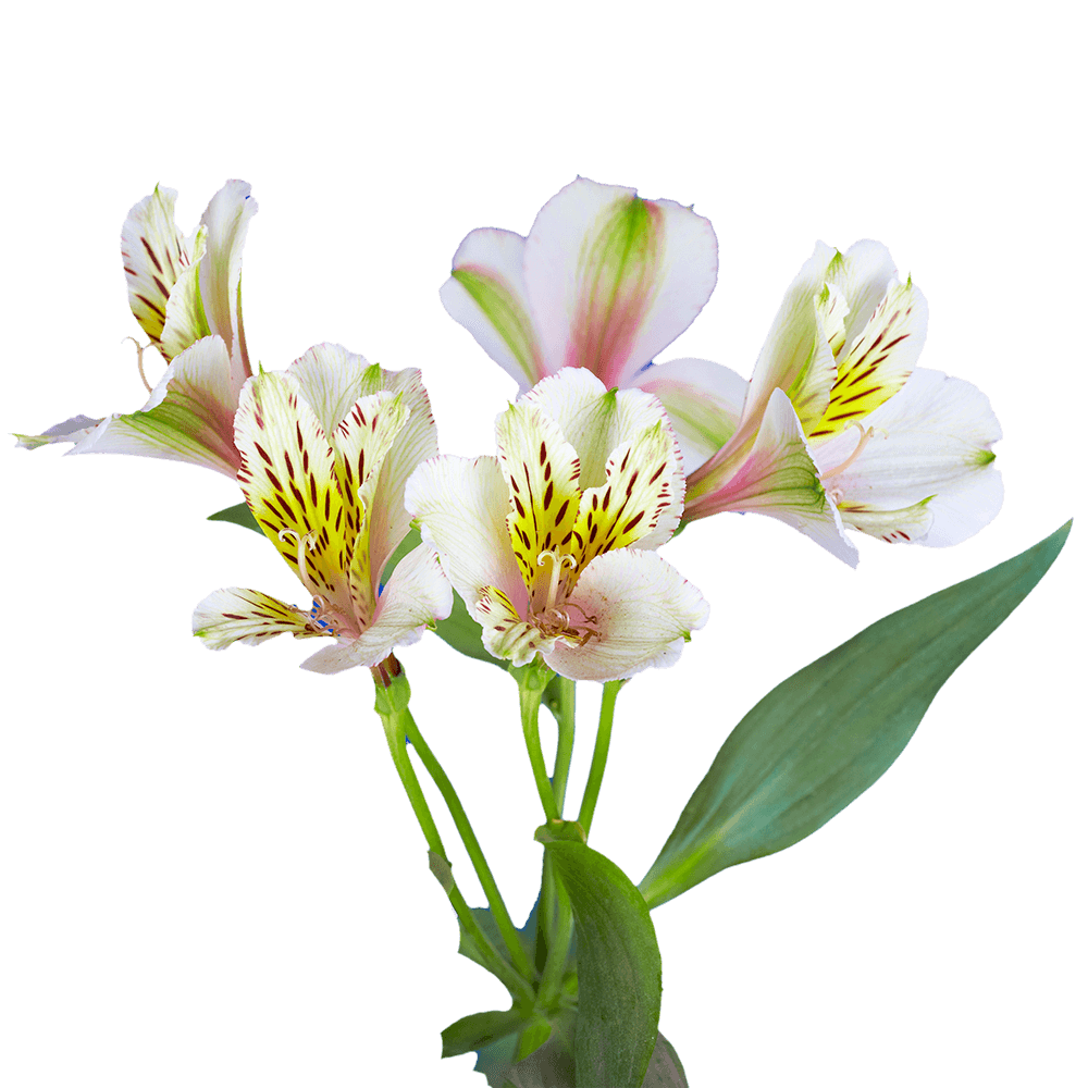 Creme Alstroemeria Stems Flower Bouquets