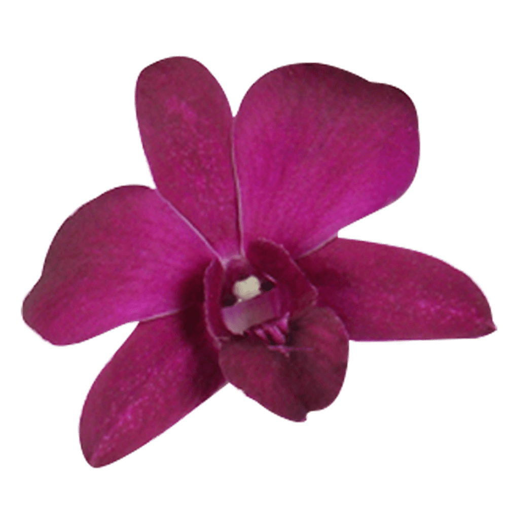 Dark Purple Dendrobium Orchids Bunches – Fresh Cut Flowers