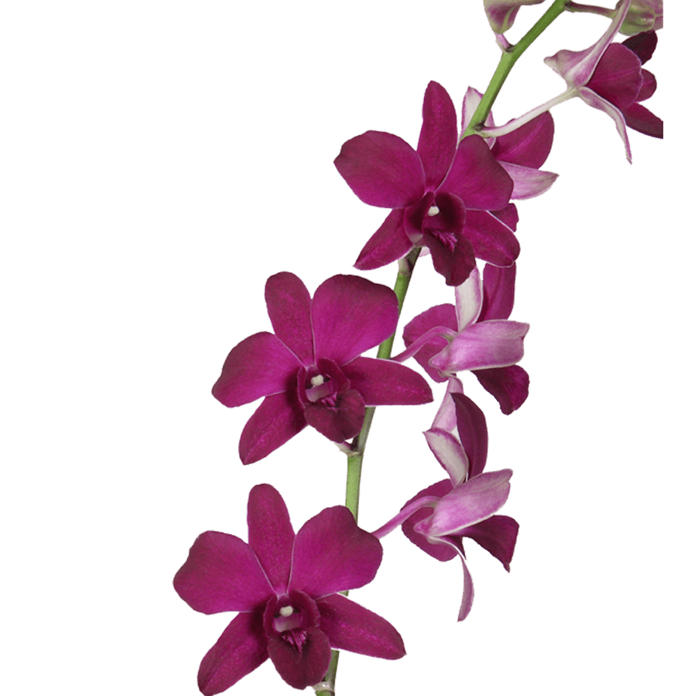 Dark Purple Dendrobium Orchids Bunches – Fresh Cut Flowers