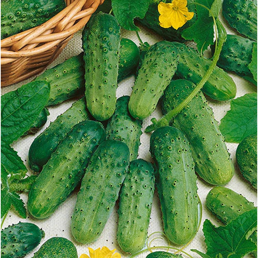 National Pickling Cucumber Seeds Organic and Non GMO Grow Your Own Cucumbers at Home