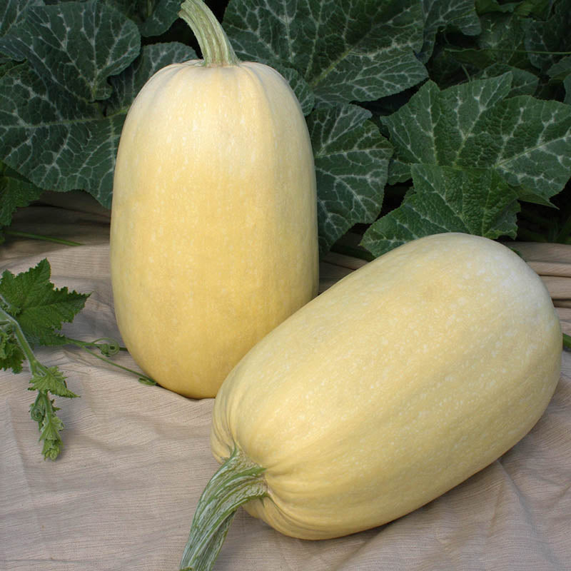 Squash Tivoli F1 Seed
