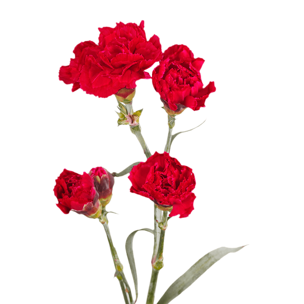 Red Spray Carnations – Fresh Flower Bouquets