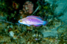 Kajoli Fish 250GM