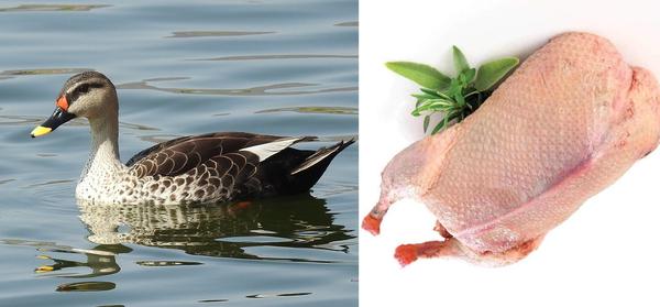 HALAL FROZEN DUCK 6lb+