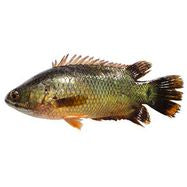 Koi Fish (Block)