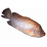 Koral Fish 5 lb
