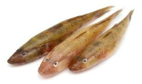 Baila Fish (Block)