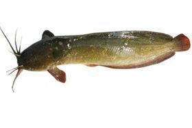 Magur Fish