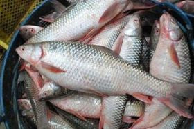Mrigal Fish