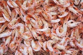 Small Shrimp Tray