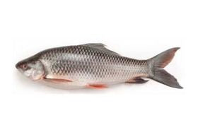 Rohu Fish - 3KG 6.61 lb