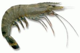 Golda Shrimp IQF