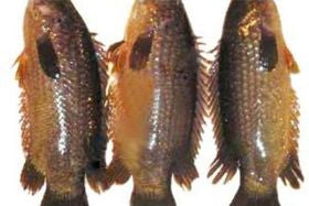 Large Koi Fish (IQF) 1.5 lb