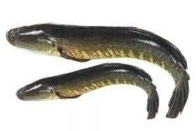 Shoal Steak IQF