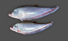 Chitol Fish 11 lb