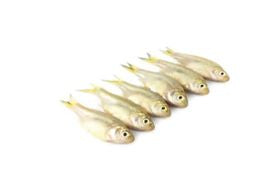 D. Mola H/L (CL) - Mola -250gm
