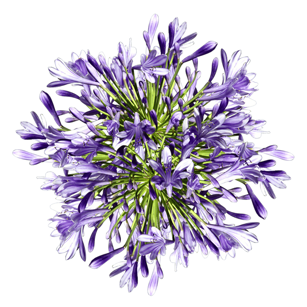 Wholesale Agapanthus Flowers Fresh Cut Stems