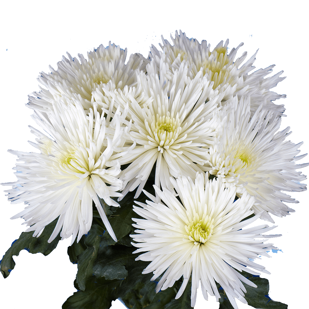 White Fuji Spider Mums Bunches – Fresh Cut Flowers
