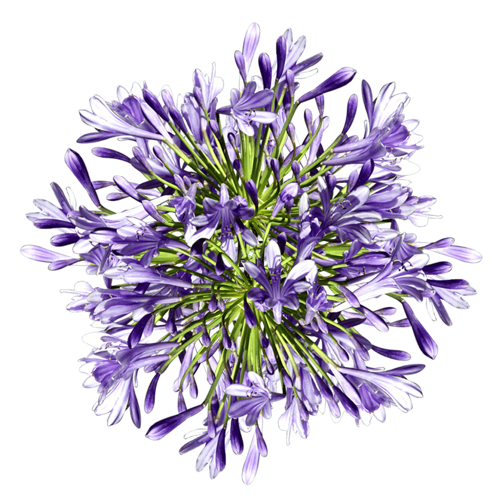 Premium Agapanthus Flowers for Wedding Decor
