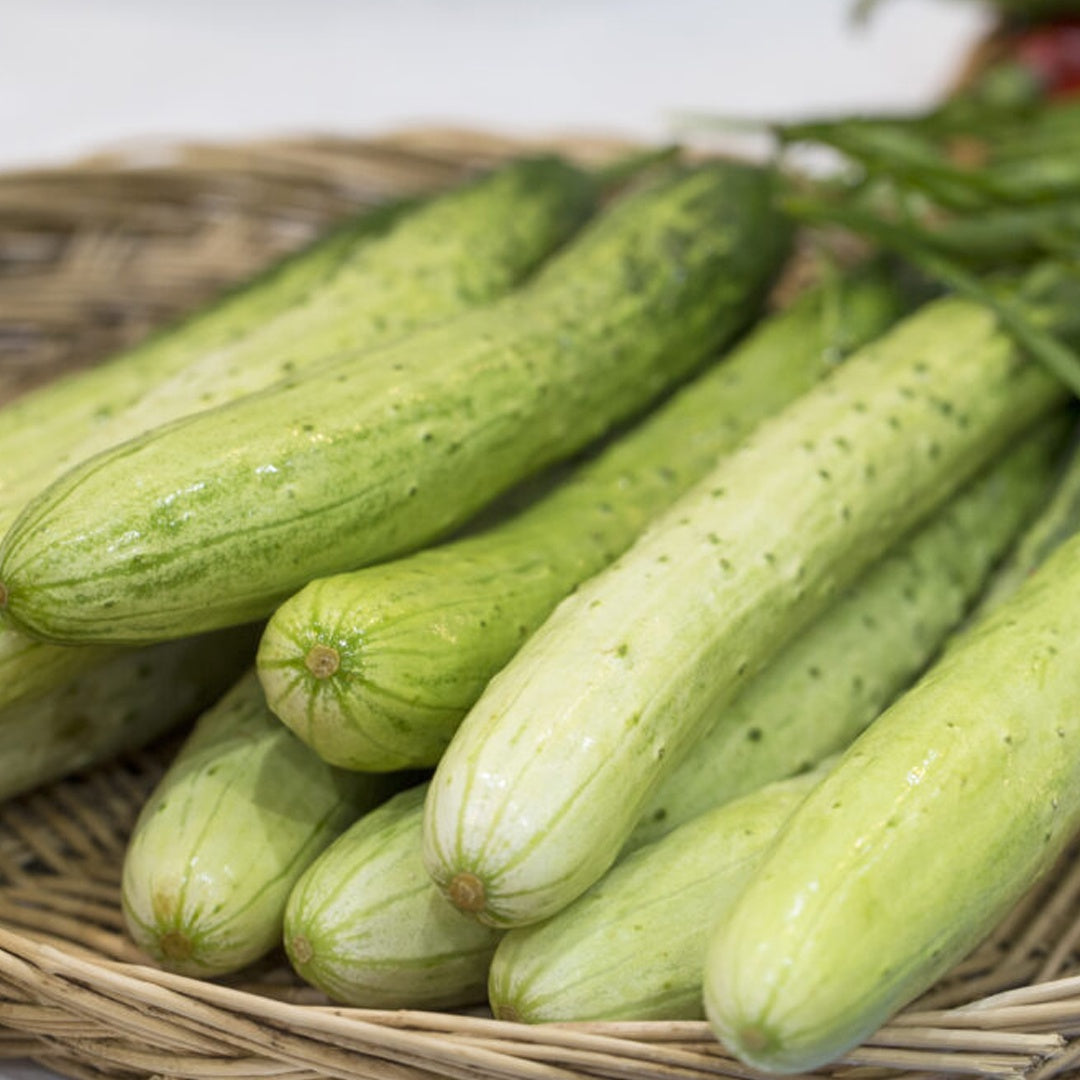 Korean Cucumber Seeds Non GMO Crisp Asian Variety for Home Gardening