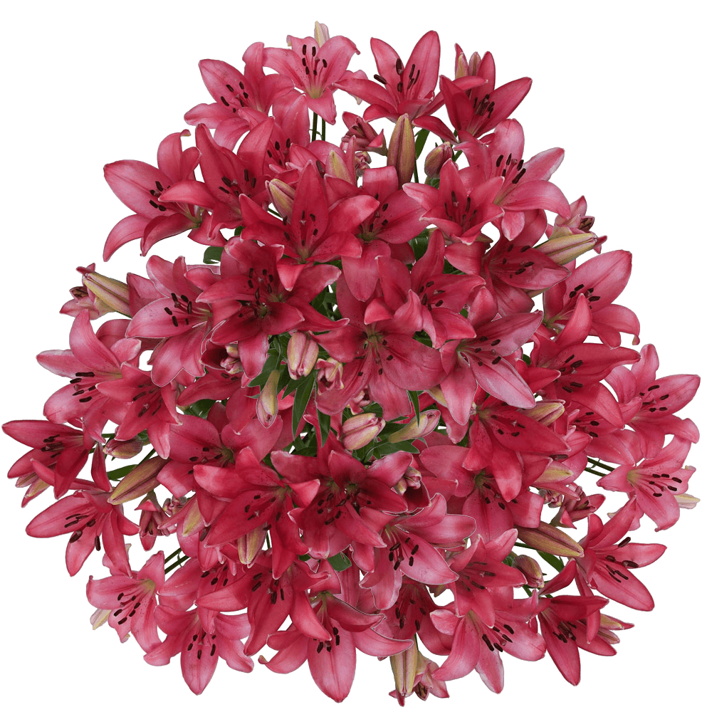 Bright Hot Pink Asiatic Lilies Bulk Stems