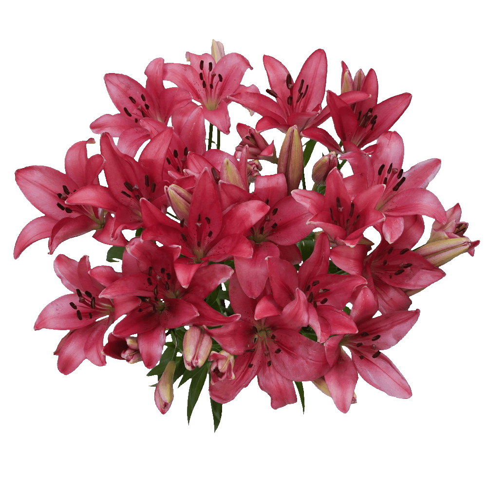 Premium Hot Pink Asiatic Lilies for Events