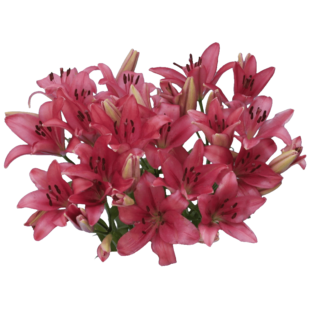 Hot Pink Asiatic Lilies Fresh Cut Bulk Flowers