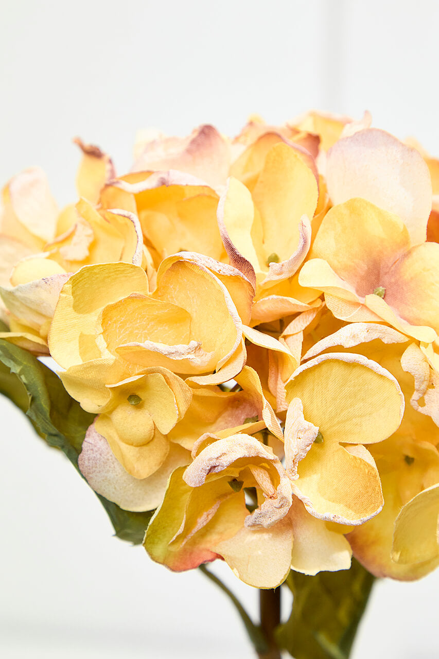22" Dried Grand Hydrangea Stem - Yellow