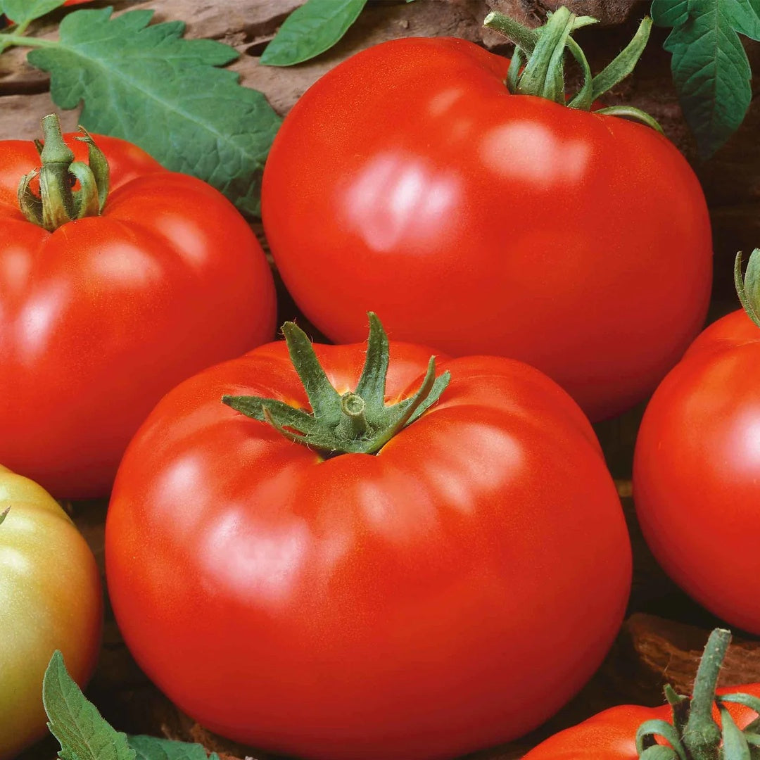 Beefsteak Determinate Tomato Seeds Heirloom Organic High Yield Garden Variety