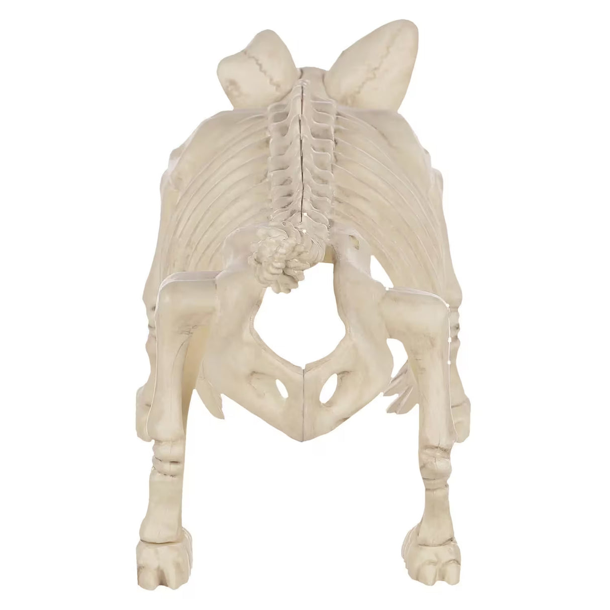 12" Pig Skeleton Halloween Decoration (Plastic Farm Animal Prop)