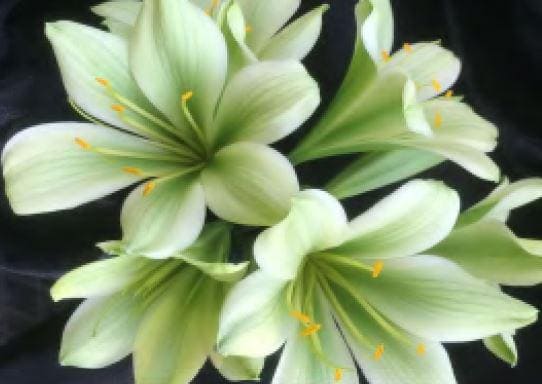 Clivia Seedling Japanese Hirao Plant