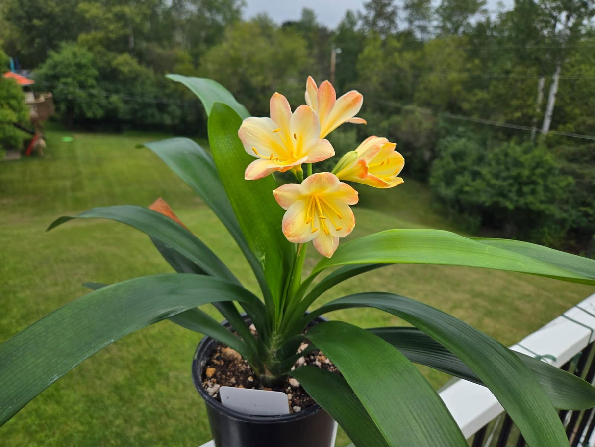 Clivia Fresh Seeds Hattori Bicolor x Tyra