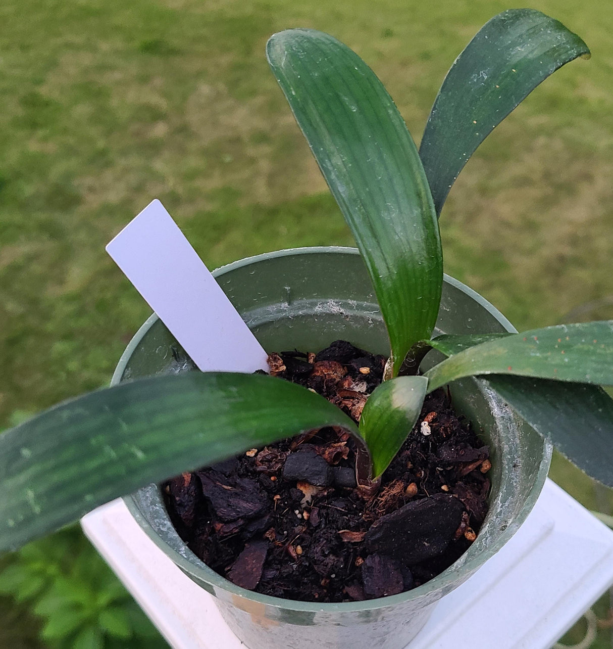 Clivia Seedling Cross Plant