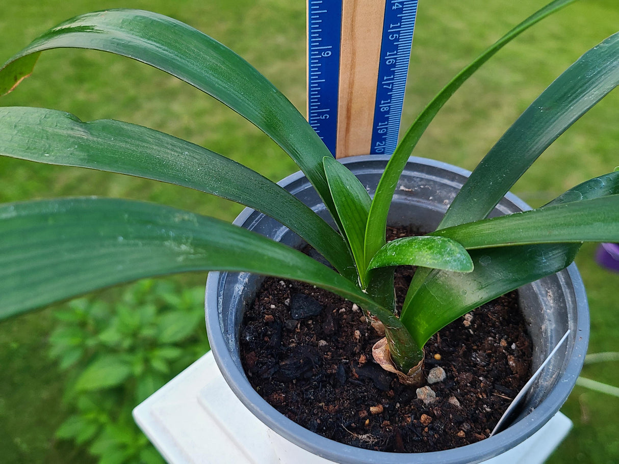 Clivia Seedling Hybrid Plant