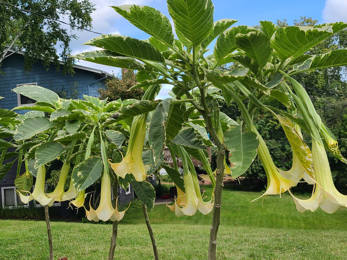 Plant Cuttings Variegated Brugmansia Angel's Trumpet