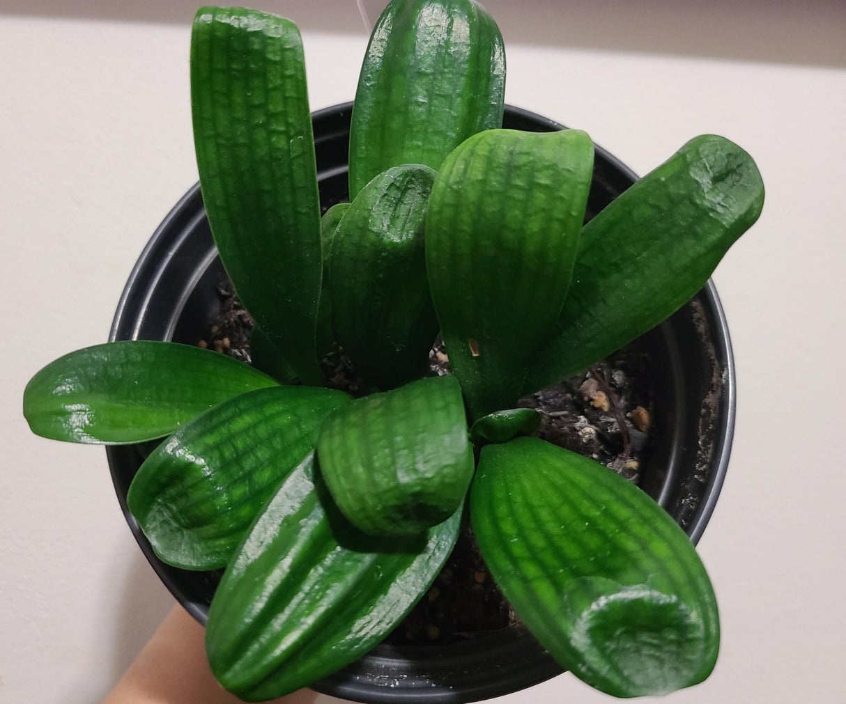 Clivia Seedling Malian Hutou Pearl Compact Broad Leaf Plant