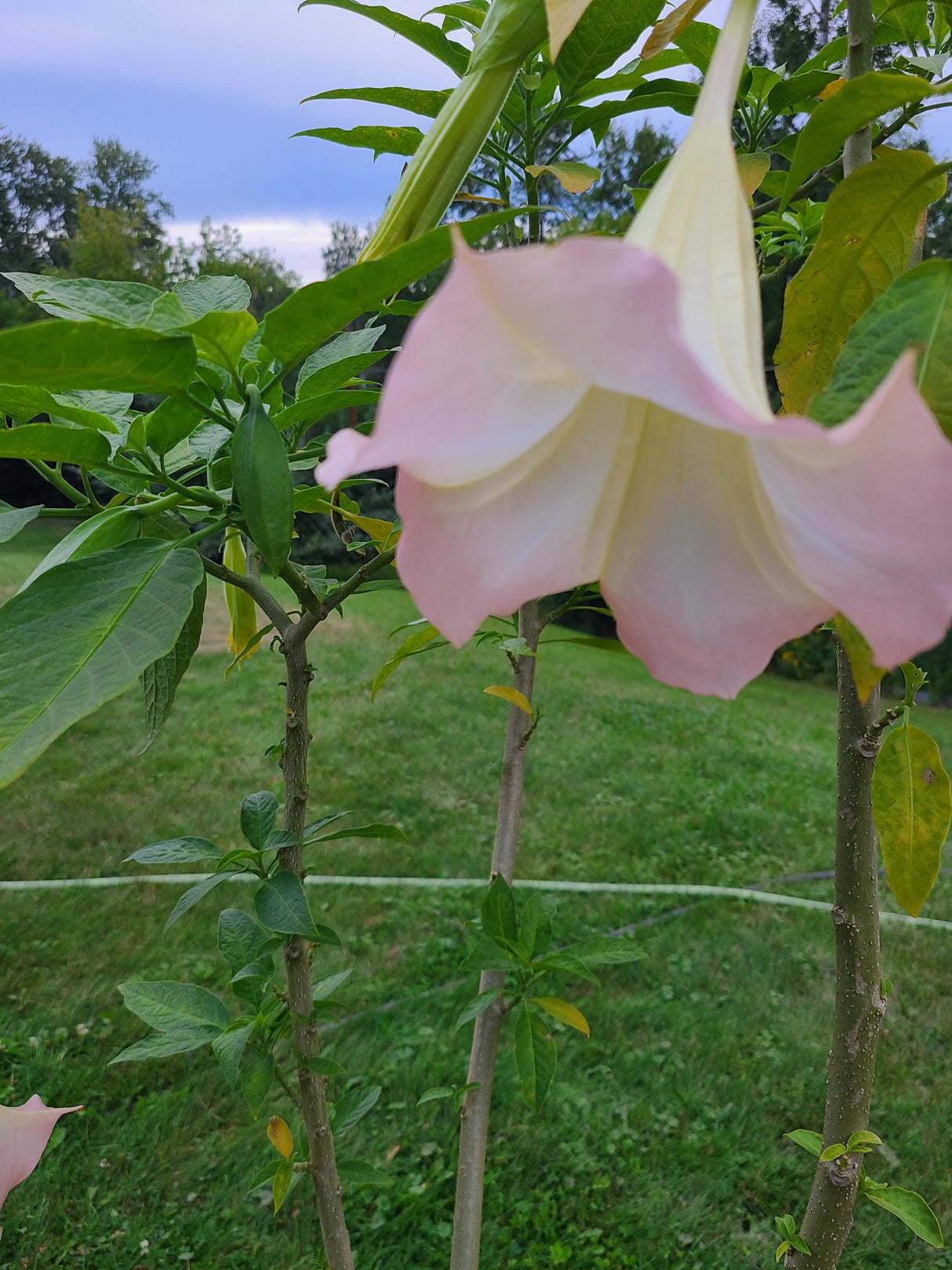 Angel's Trumpet Frosty Pink Rooted and Unrooted Cuttings
