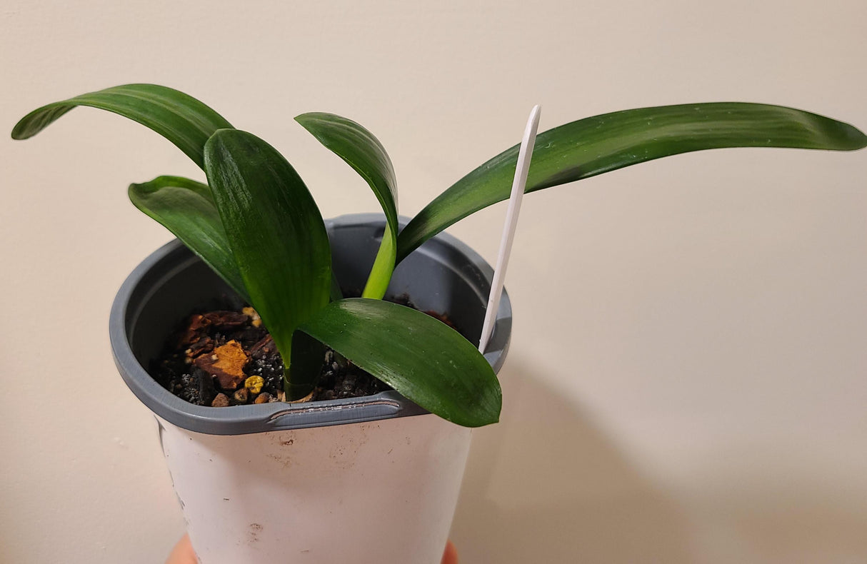 Clivia Seedling Tangelo x Self with Splash Picote