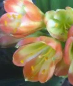 Clivia Seedling Green Throat Hattori x Self