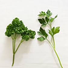 Italian Parsley