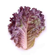 Lettuce: Red Leaf