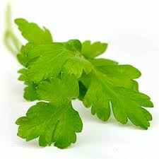 Italian Parsley