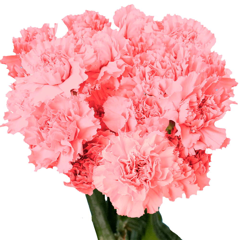 Pink Carnations Bunches – Fresh Flower Bouquets