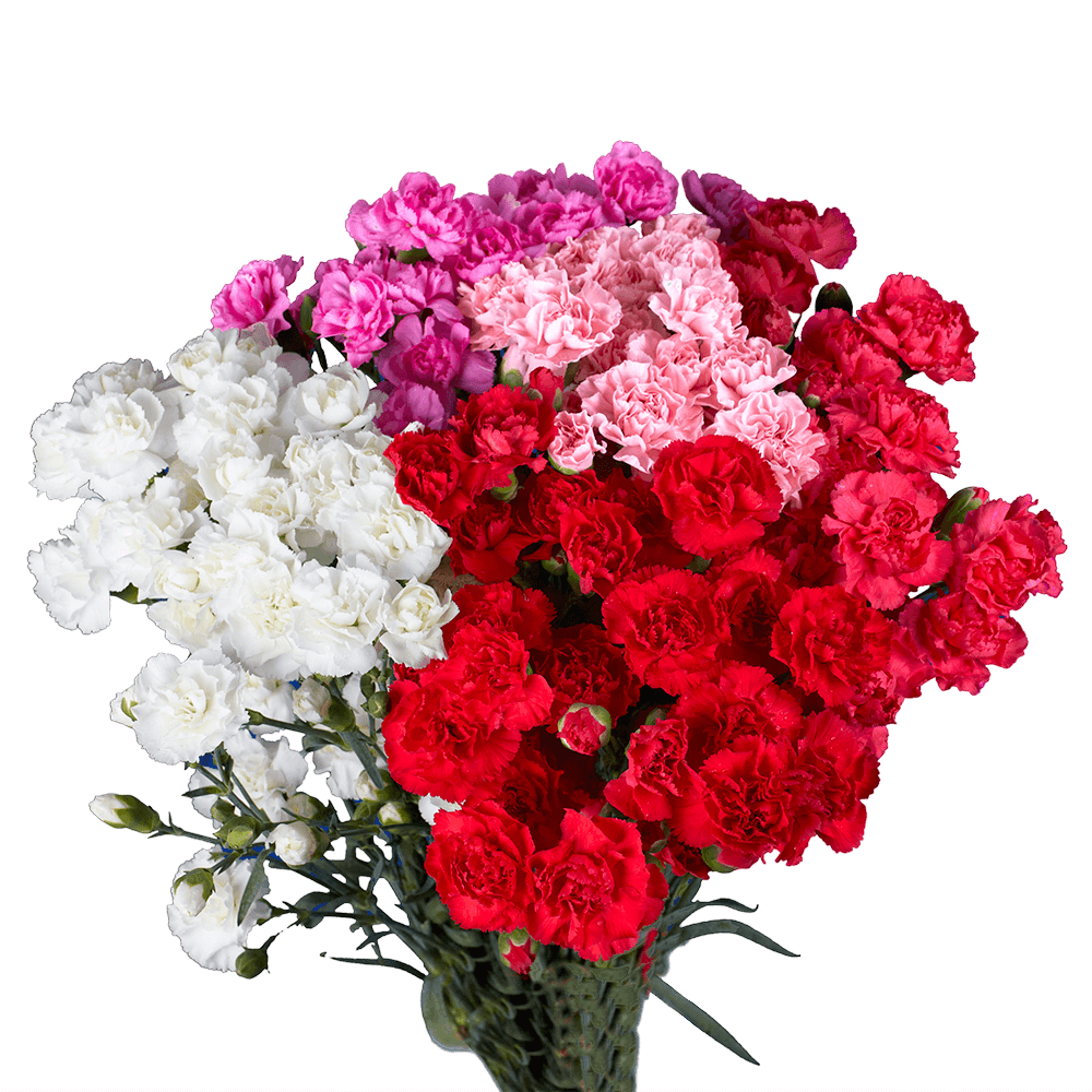 Mother’s Day Spray Carnations – Fresh Flower Bouquets