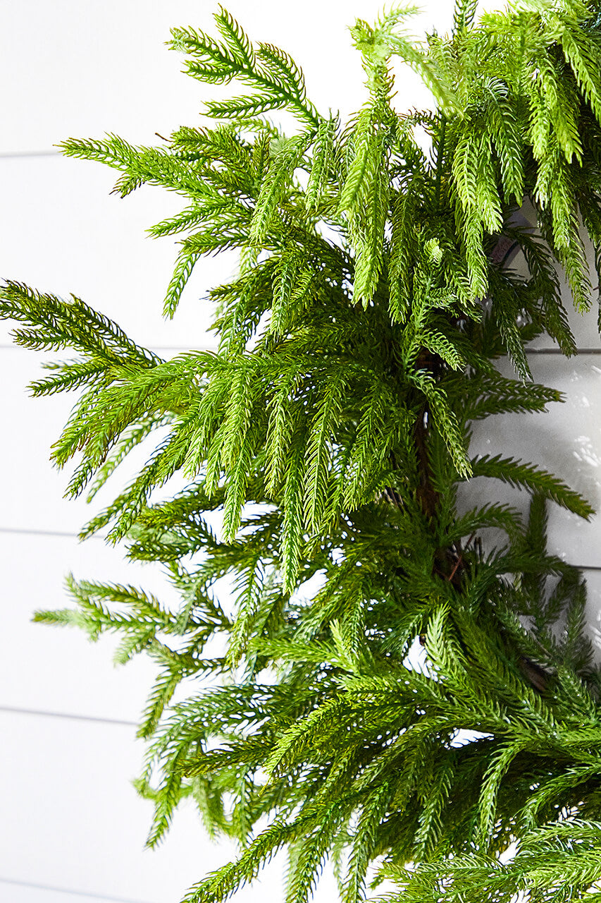 24” Just Cut Norfolk Pine Wreath