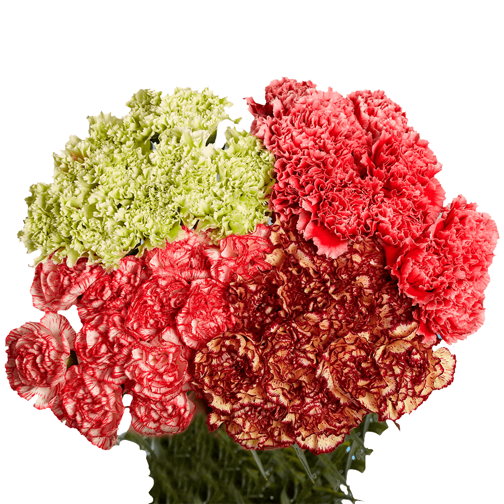 Novelty Carnations – Fresh Flower Bouquets