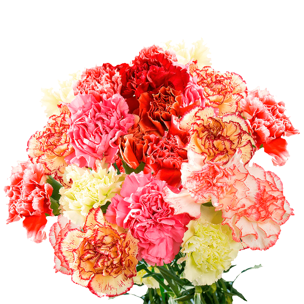 Novelty Carnations – Fresh Flower Bouquets