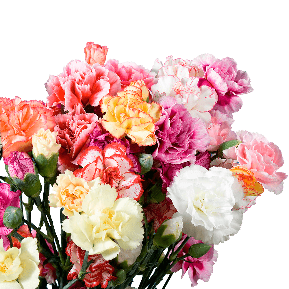 Novelty Carnations – Fresh Flower Bouquets